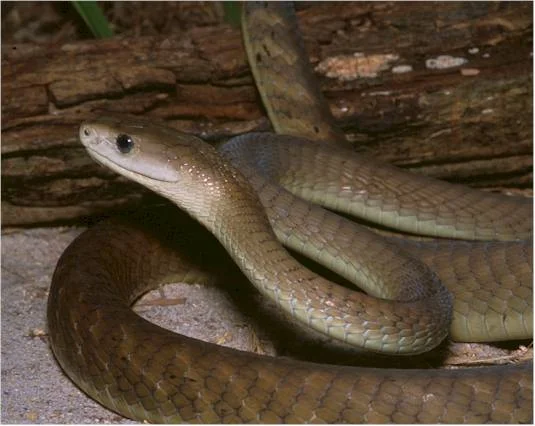 Kara mamba yılanı (Dendroaspis polylepis)