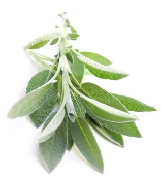 Adaçayı Yağı