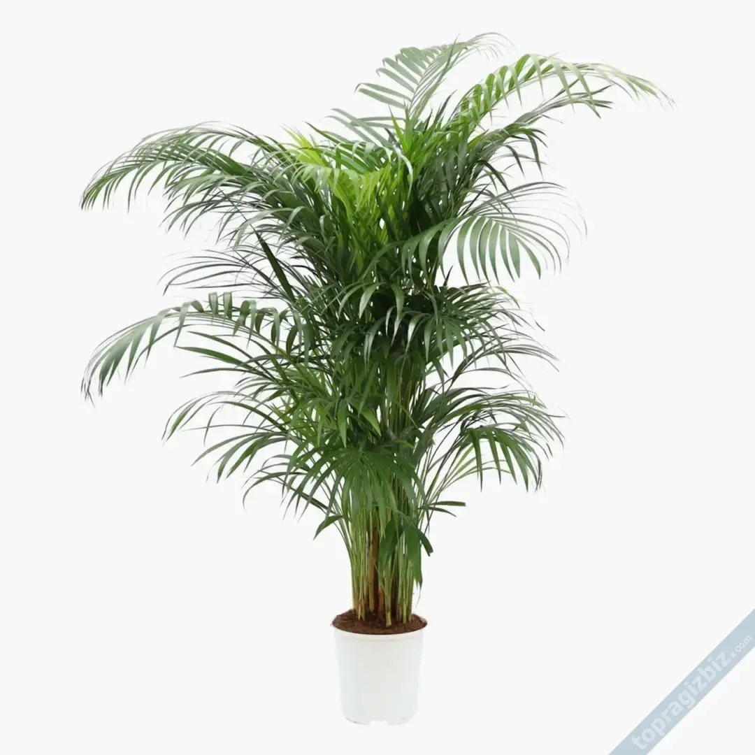 Areca Palmiyesi