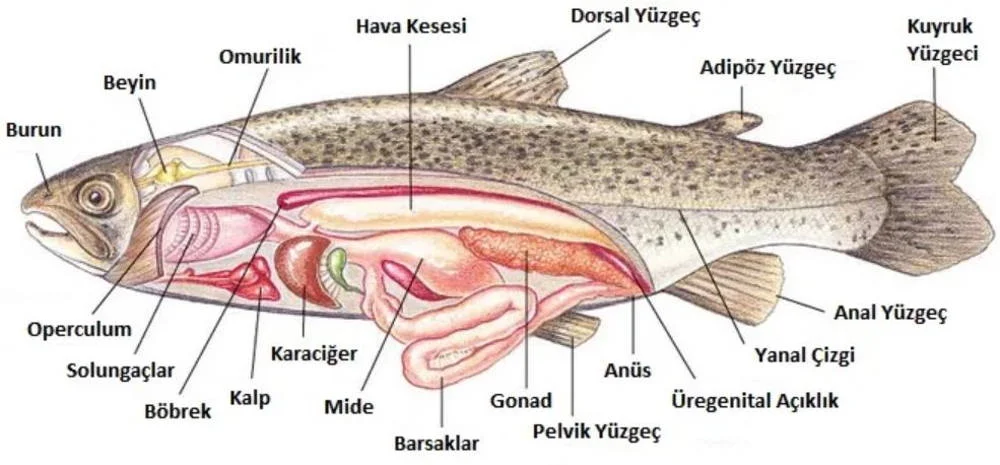 Balık Nedir? Balıklar Hakkında Bilinmesi Gerekenler