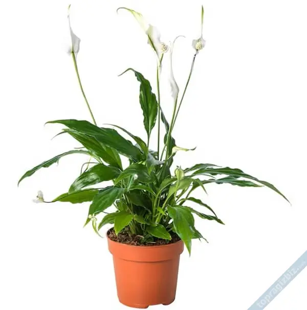 Spatiphyllum (Beyaz Zambak)