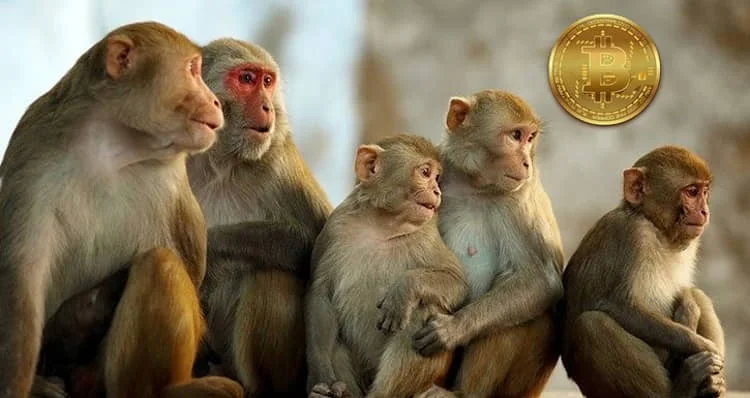 Bitcoin ve Maymun Ticareti Hikayesi