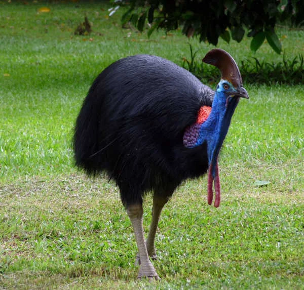 Cassowary: Dünya'nın En Tehlikeli Kuşu!