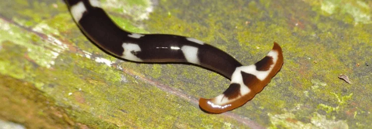 cekic-basli-solucanlar-geoplanidae-2fTG.png