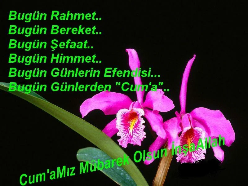 cumaa.webp