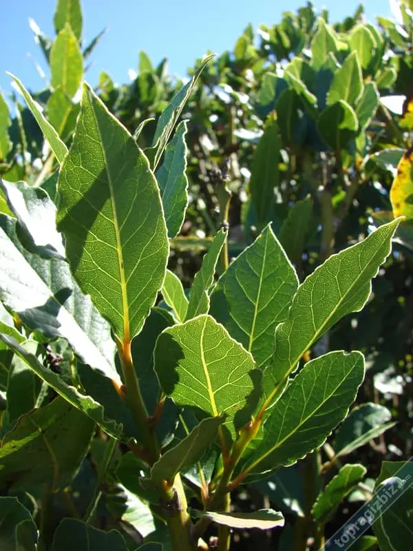 Laurus Nobilis (Defne)