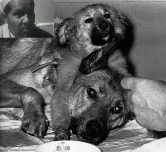 demikhov_9_zpsedob5t4m.jpg