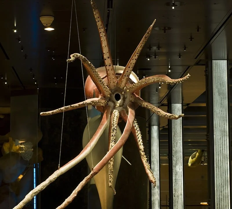 Plastinasyon Nedir?