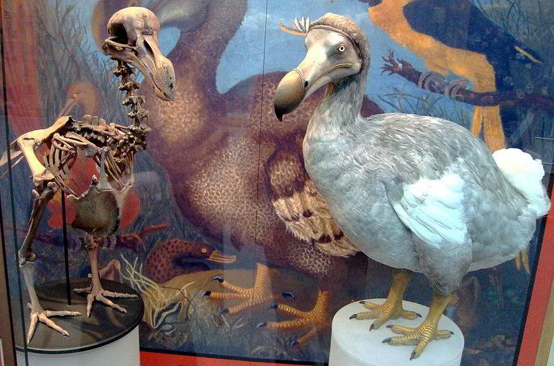 Dodo (Mauritius Dodosu) - Nesli Tükenen Kuş