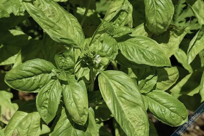 Basil (Fesleğen)
