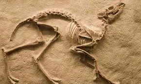 Fosil nedir? Nasıl oluşur? Türkiye'deki fosil bölgeleri