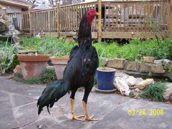 hinthopdp.png