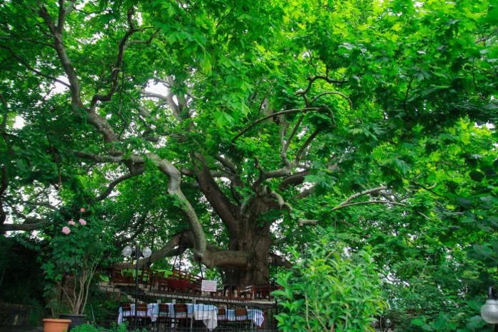 İnkaya Çınarı (Ulu Çınar)