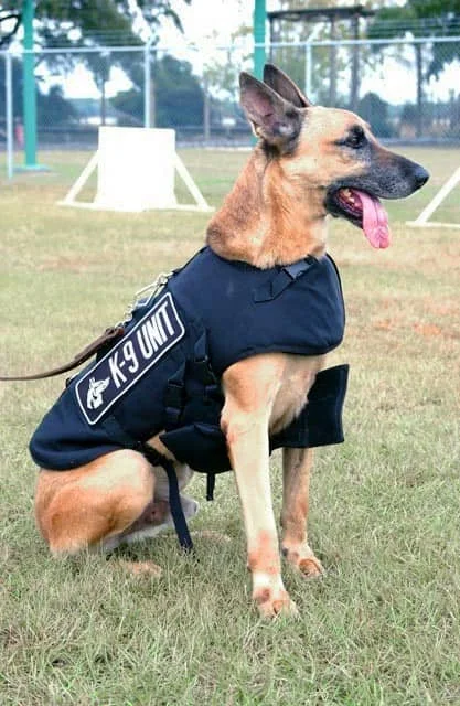 Polis Köpeği - K-9