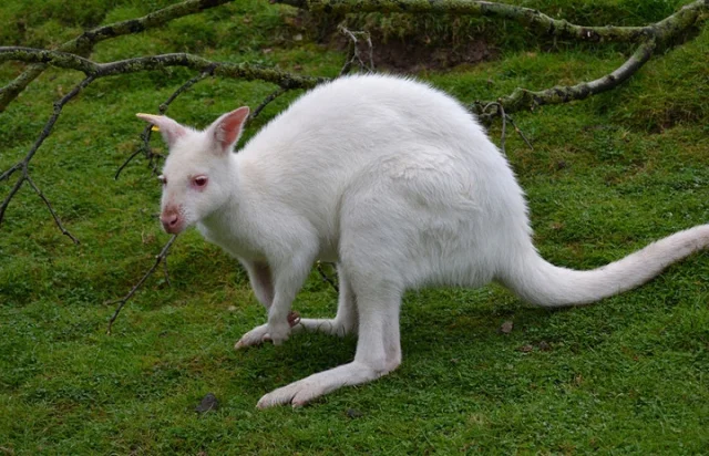 Albino Hastası Hayvanlar