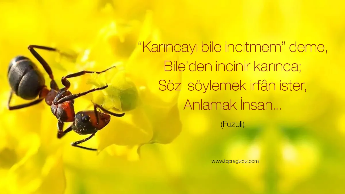 Karıncayı Bile İncitmem Deme