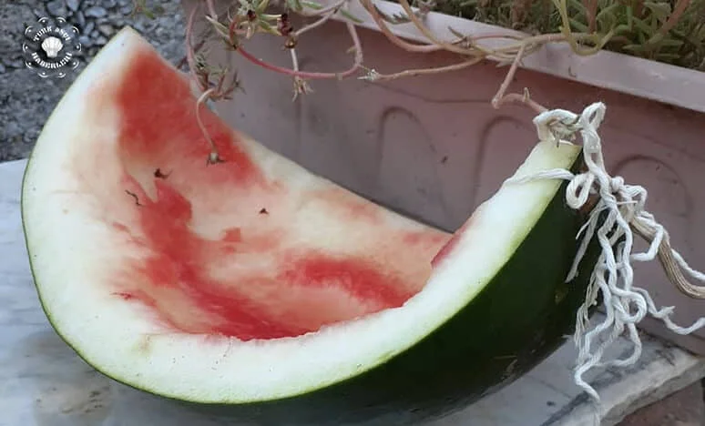 Karpuz Kabuğu Tatlısı
