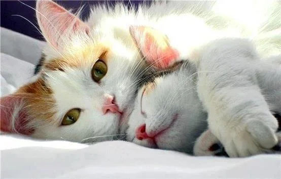 Kedi Bakımında Kullanılan Aromatik Yağlar