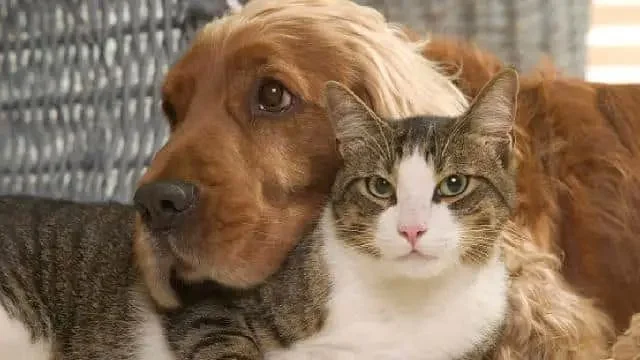 Kedi ve Köpeklerin Pet Shoplarda Satışı ve Sergilenmesi Yasaklanıyor
