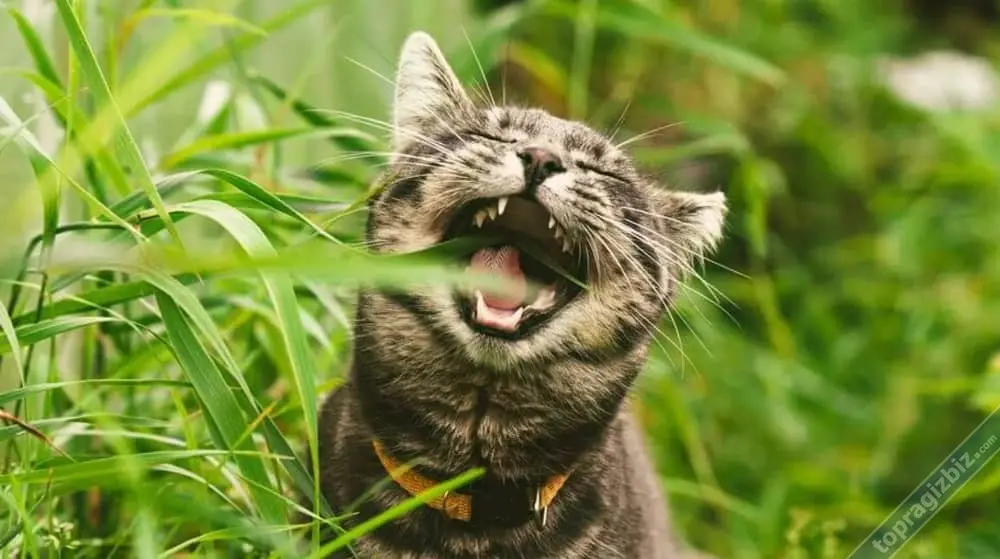 kedi.webp