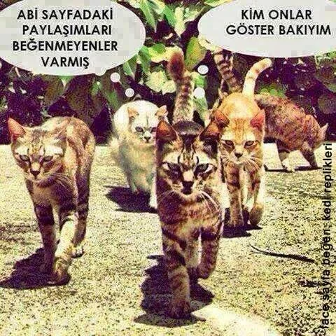 kedicetesi.jpg