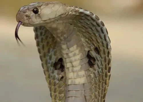 Kobra Etkisi Nedir?