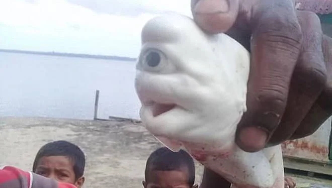 Tek Gözlü Albino Köpekbalığı