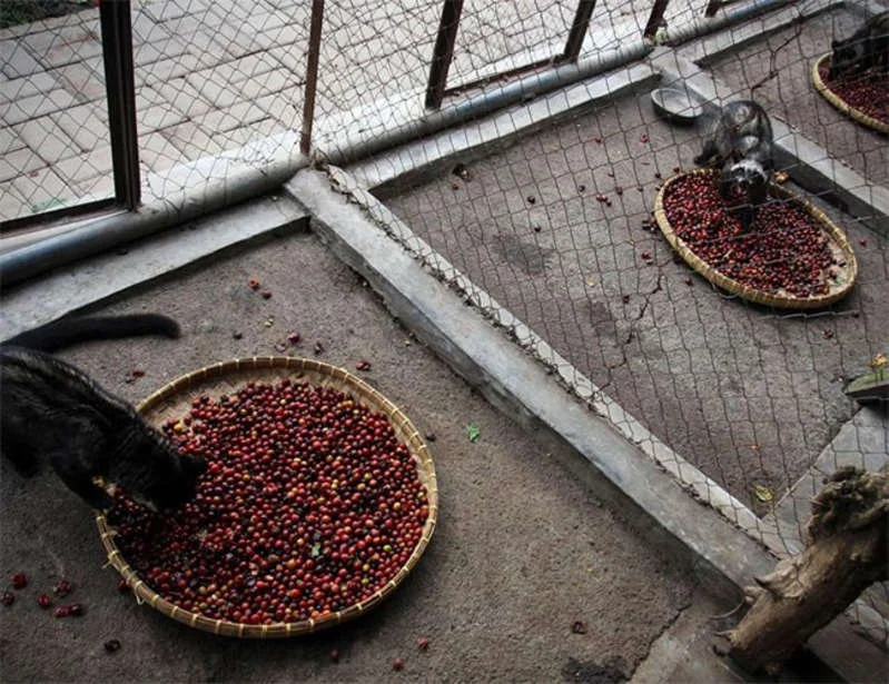 kopiluwak2.jpg