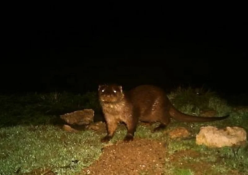 lutra-lutra-2.jpg