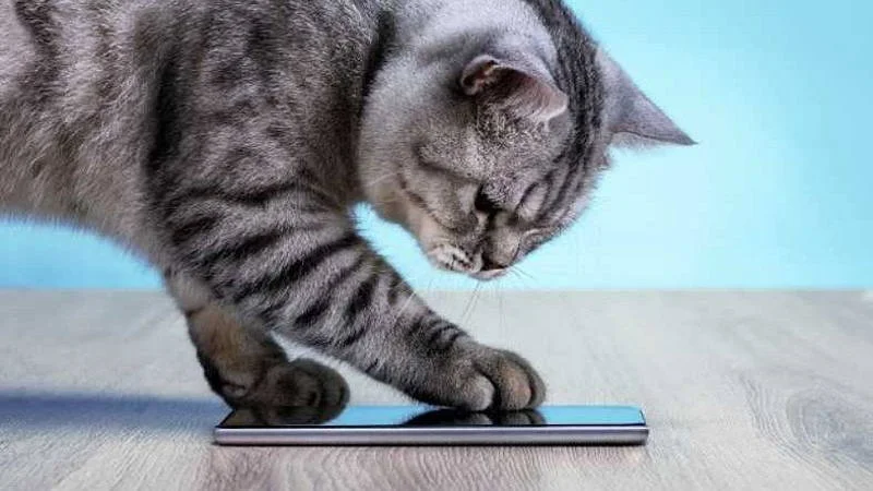 Kedilerin Miyavlamasını İnsan Diline Çeviren Uygulama - MeowTalks