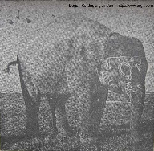 Mohini - Türkiye Cumhuriyeti'nin İlk Fili