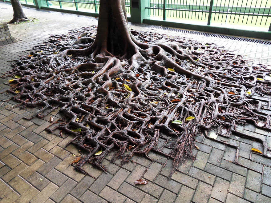 naturebrb.jpg