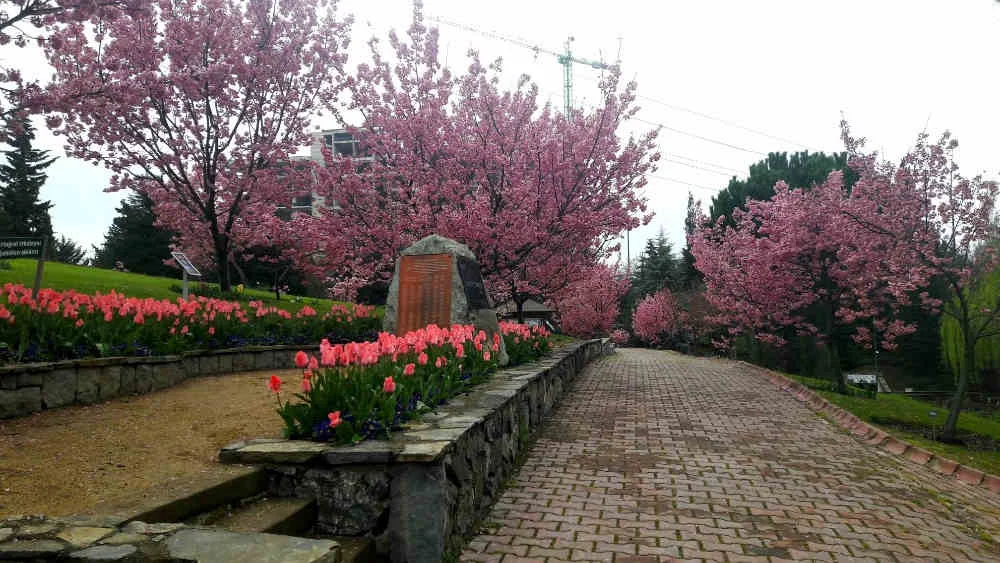 Sakura - Kiraz çiçeği