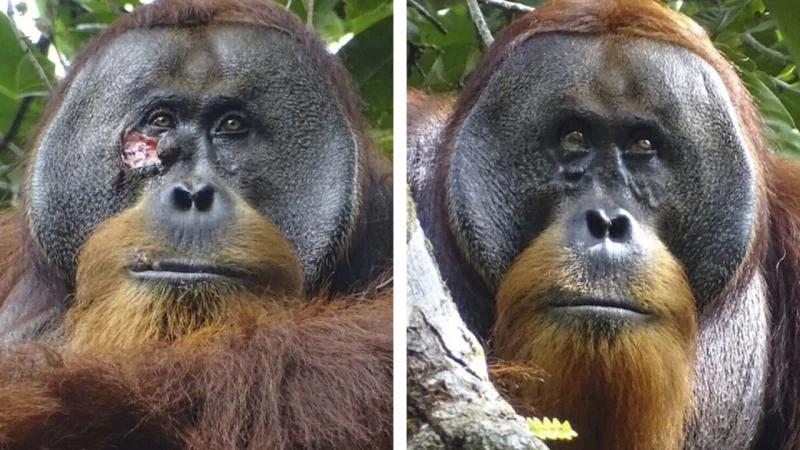 Bir Orangutan Şifalı Bitki Kullanarak Yarasını Tedavi Etti