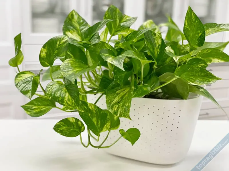 Pothos (Dev Tırmanıcı Sarmaşık)