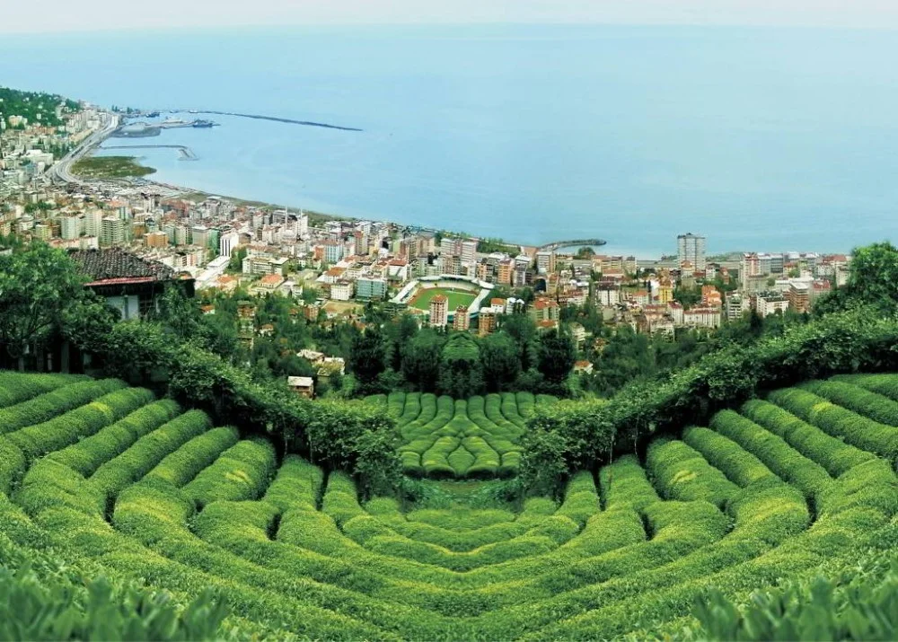 Rize