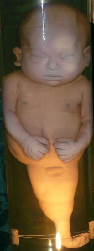 sirenomeli.jpg