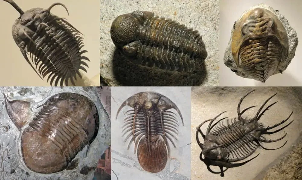 Trilobitler
