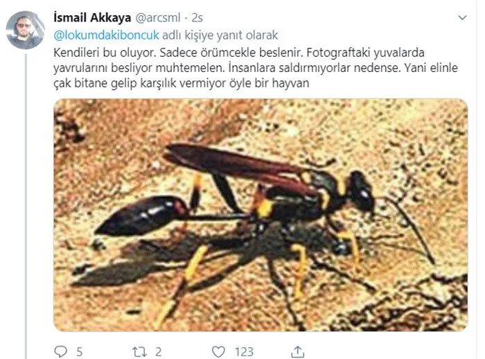 twt1.webp