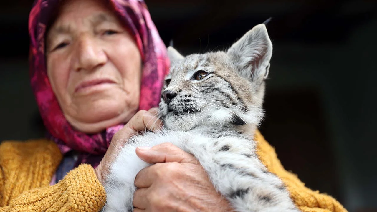 Sivas'ta Köylülerin Bulduğu Vaşak Yavrusu Koruma Altına Alındı