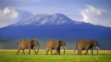 Kilimanjaro-Dagi_7905ecab2686d691.webp
