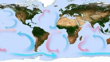 nemo2.webp