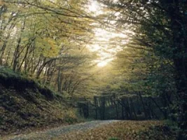 133.webp