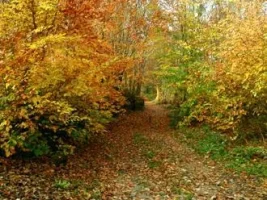 117.webp