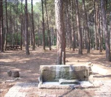 119.webp