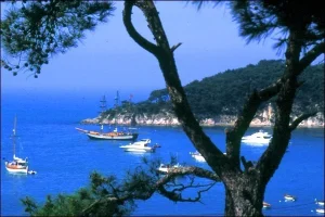 86.webp