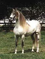 283.webp
