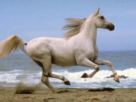 280.webp