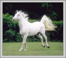 269.webp