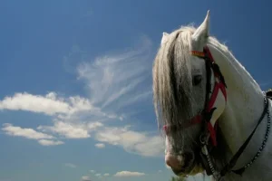 265.webp